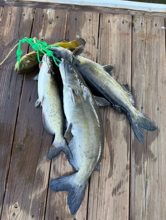 145 Abel Drive, Guttenberg, IA 52052 - Image #3