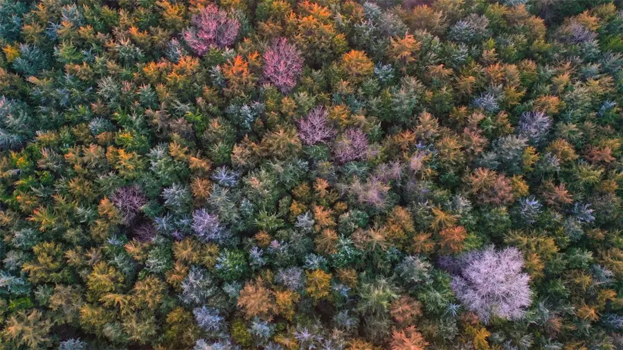 Wendy Oaks Rd, Central City, IA 52214 - Image #3