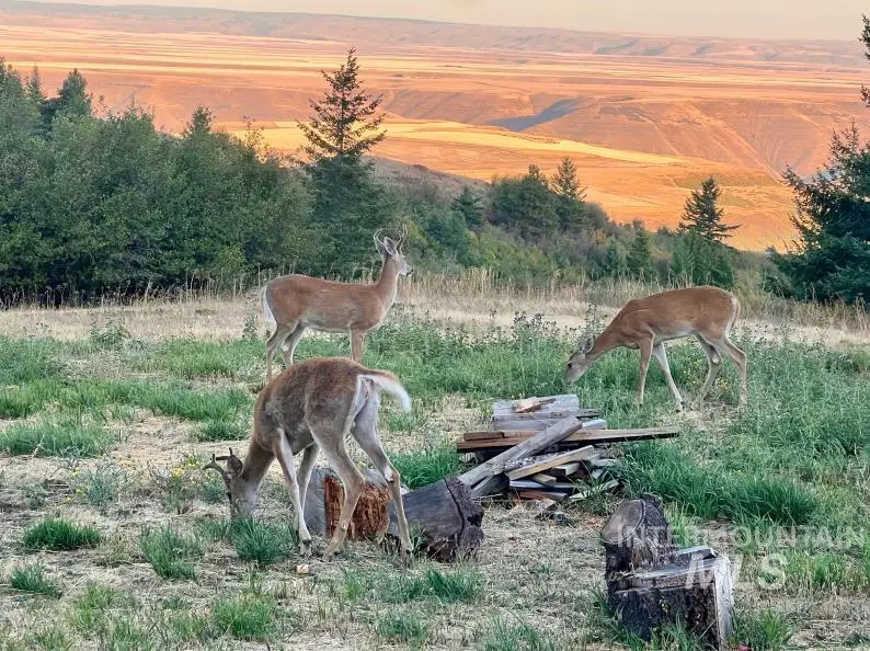 19378 Homestead Loop, Lewiston, ID 83501 - Image #3