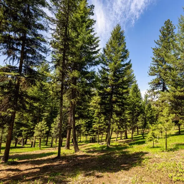 Lot 17 To Be Determined, McCall, ID 83638 - #2