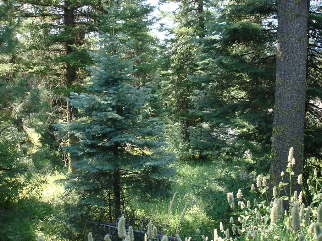 Lot 68 Aspen Ridge Lane, McCall, ID 83638 - #1