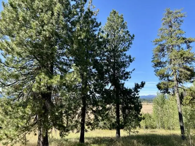 34 Wood Run Trail, McCall, ID 83638 - #3