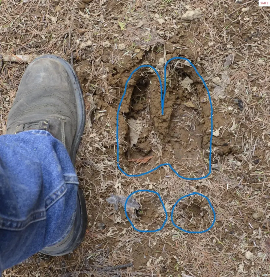 NKA Trapper Creek Spur, Sandpoint, ID 83864 - Image #2