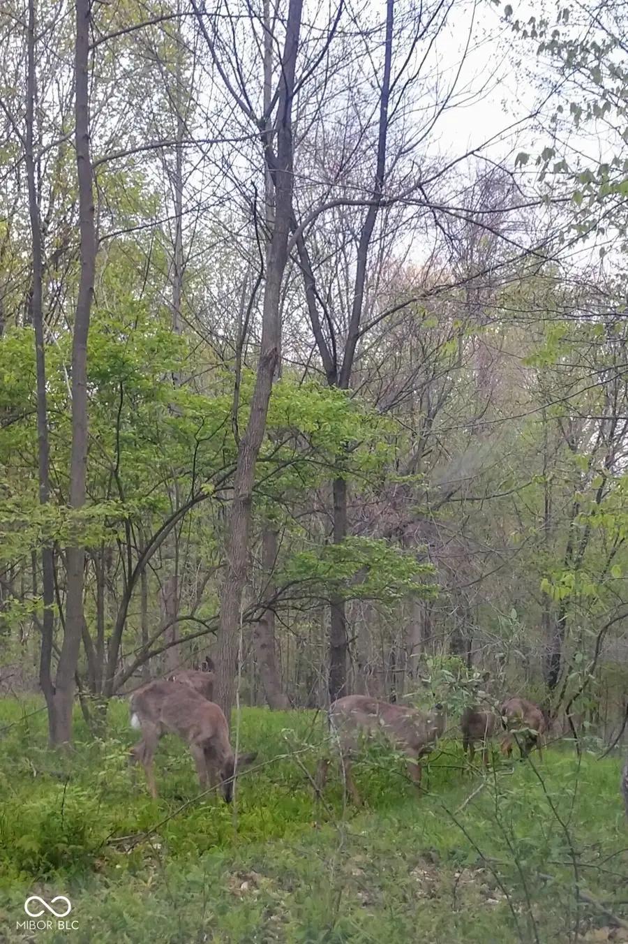 Lot 253 Ottawa Circle, Crawfordsville, IN 47933 - #3