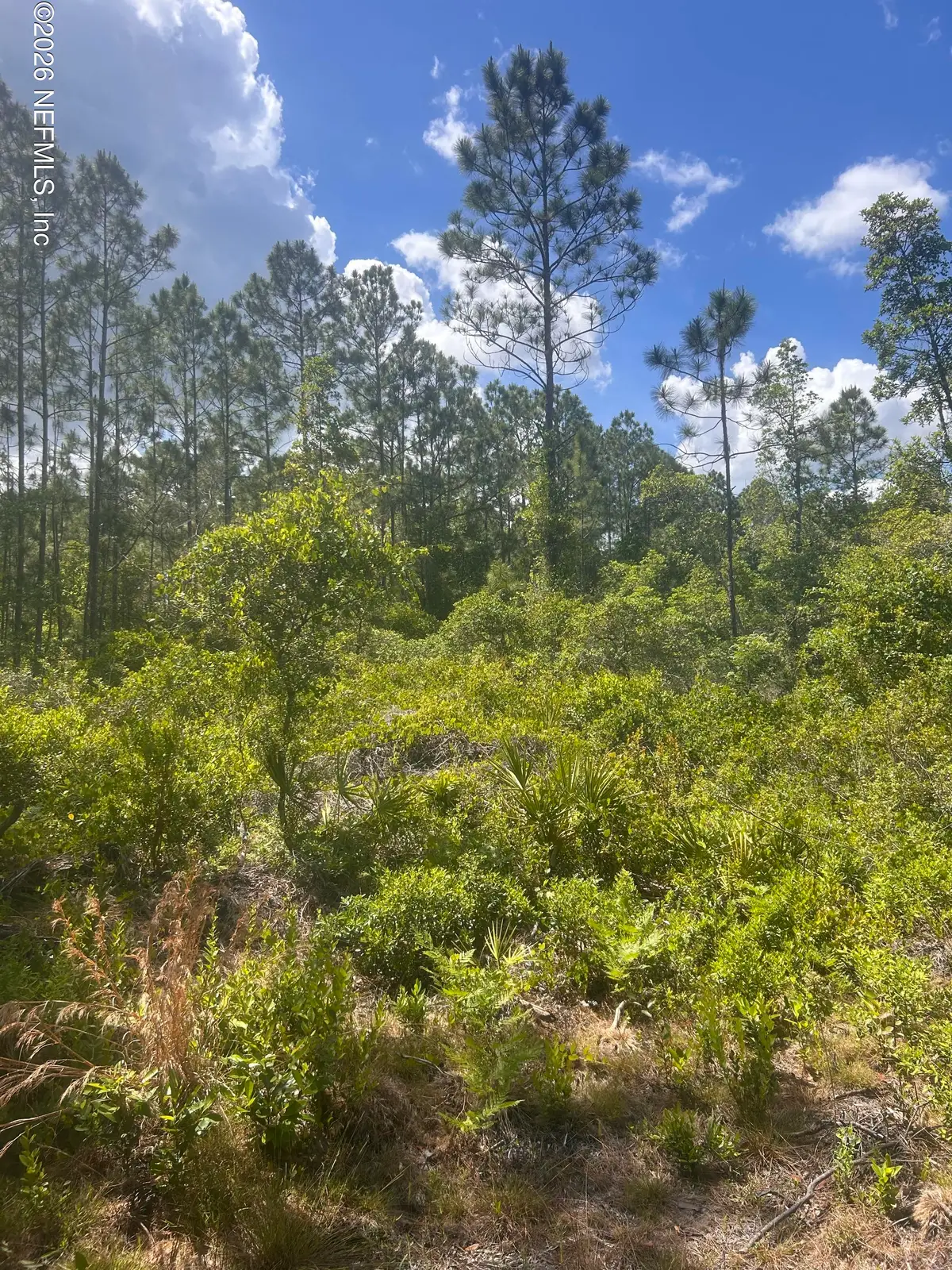 242 Lakeway Drive, Georgetown, FL 32139 - #1