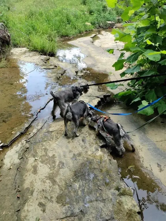 530 Askin Rd, Fordsville, KY 42343 - Image #3