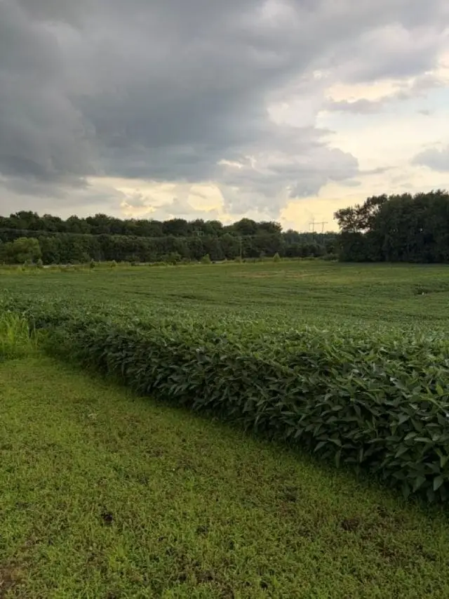 4684 Robards Busby Station (Adjacent to), Hebbardsville Robards, KY 42454 - #1