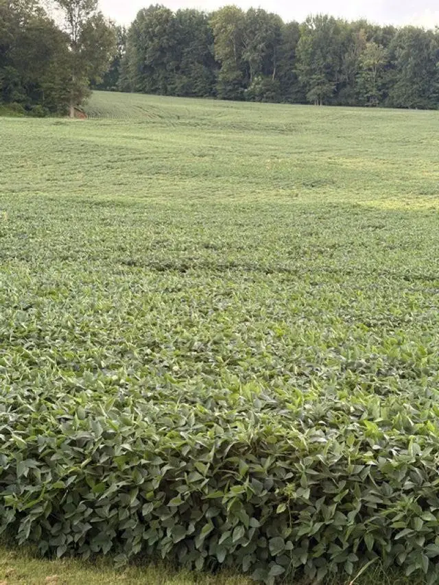 4684 Robards Busby Station (Adjacent to), Hebbardsville Robards, KY 42454 - #2