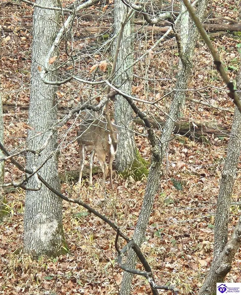 0 Fuller Harding Road, Campbellsville, KY 42718 - Image #1