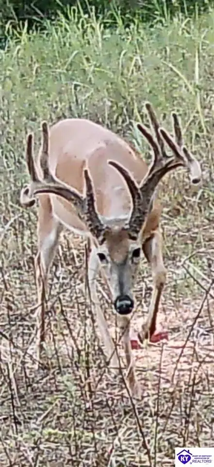 TRACT 3 Price Hill Spur Road, Campbellsville, KY 42718 - #1