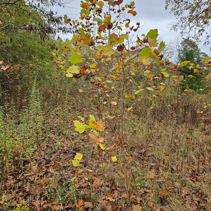 457 Scuffletown Road, Corbin, KY 40701 - Image #3