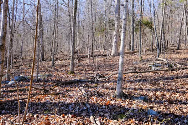 166 Regal Avenue, Somerset, KY 42501