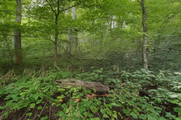 0 Nada Tunnel Rd, Stanton, KY 40380