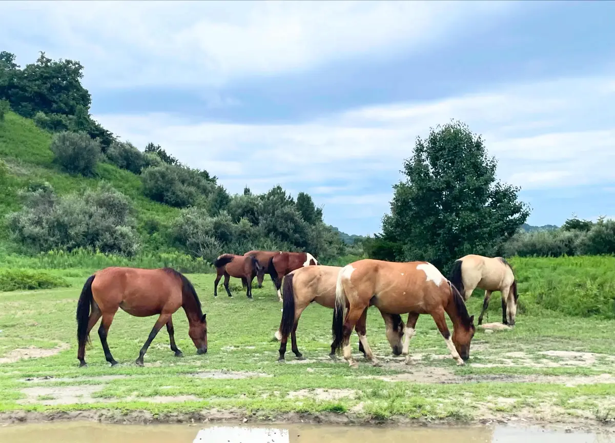 0 Sugar Camp Rd., Robinson Creek, KY 41560 - #1