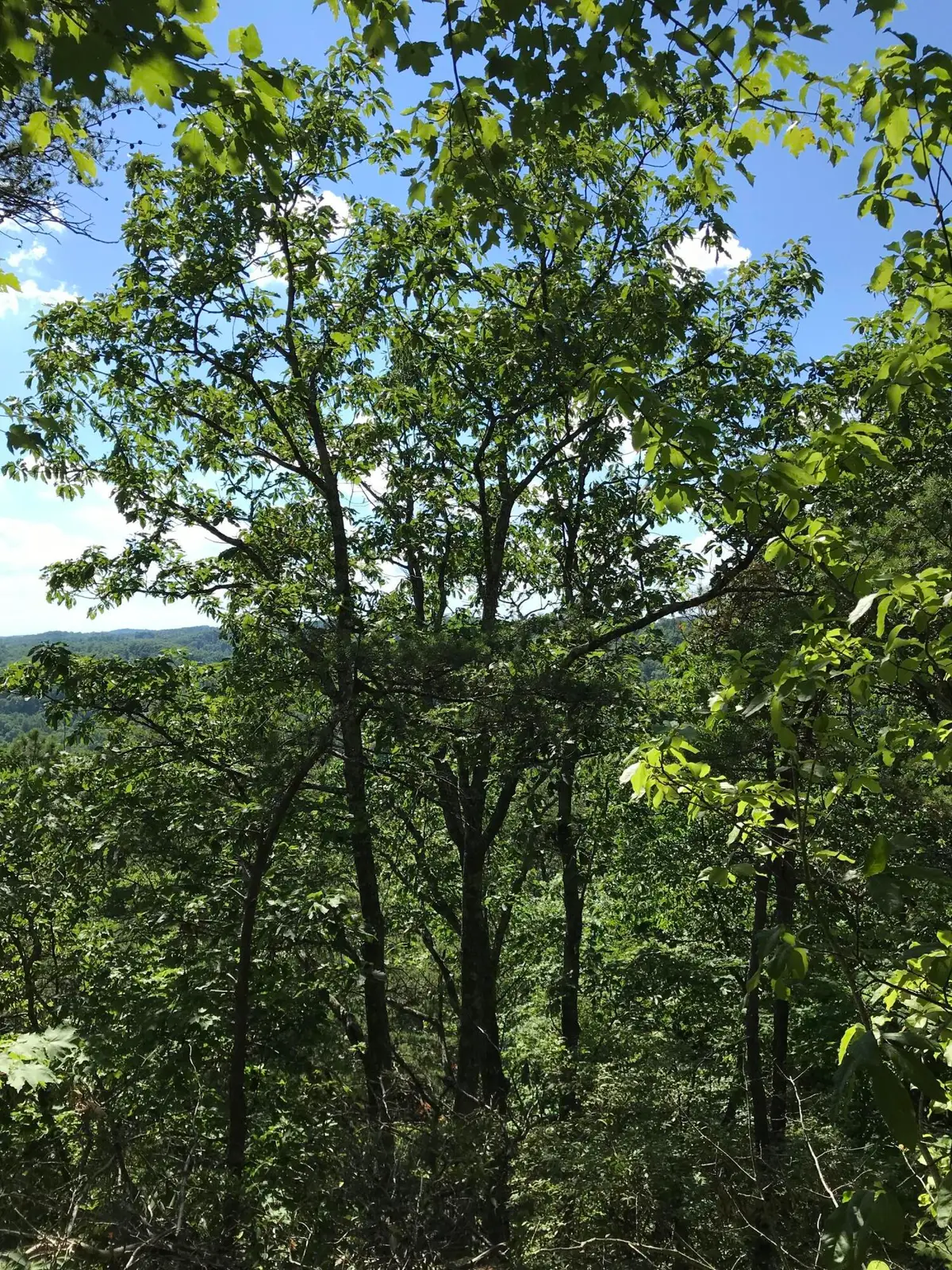 0 South Fork, Stanton, KY 40380 - #1