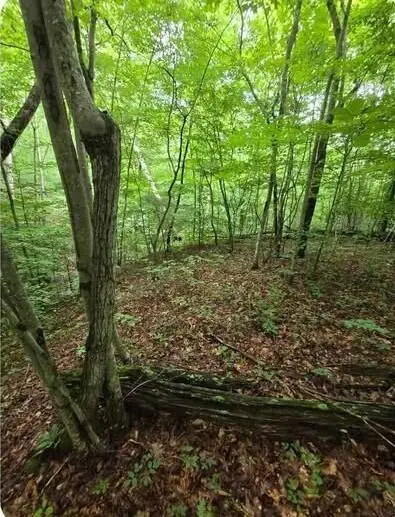 0 Beechmont Road, Morehead, KY 40351 - #2