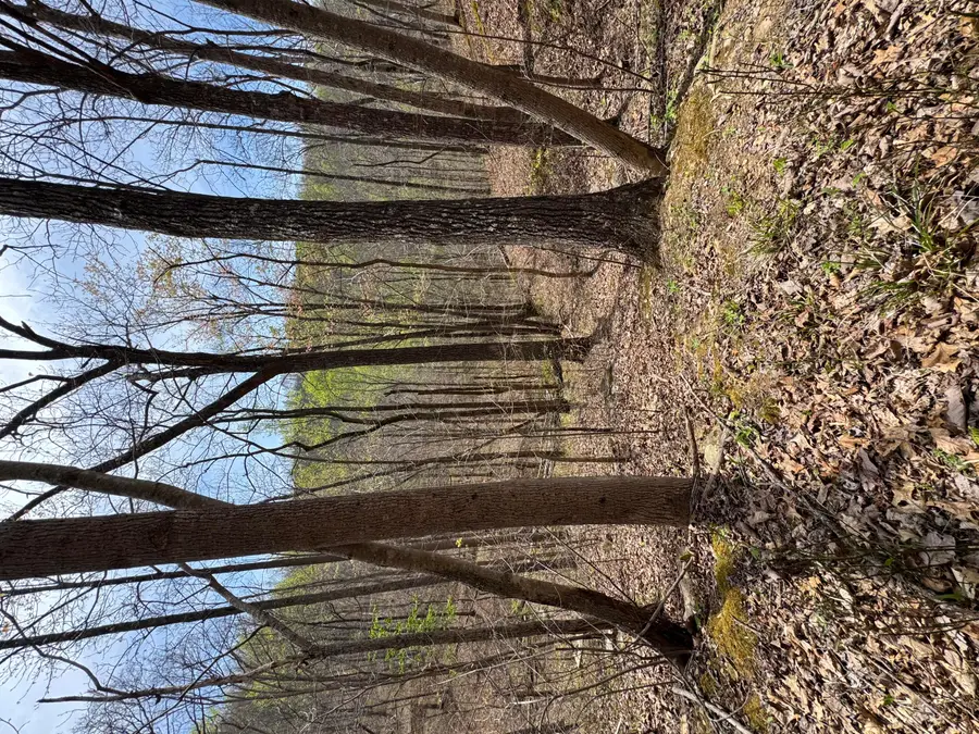 1 Callebs Creek Road, Hinkle, KY 40953 - #3