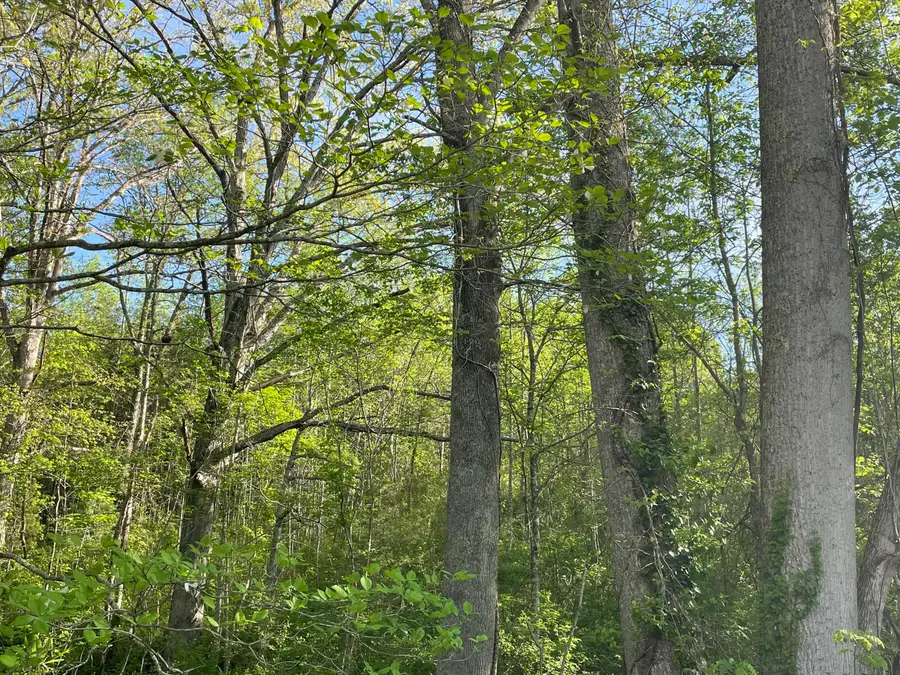 0 Lower Shirt Factory Road, Stearns, KY 42647 - #2