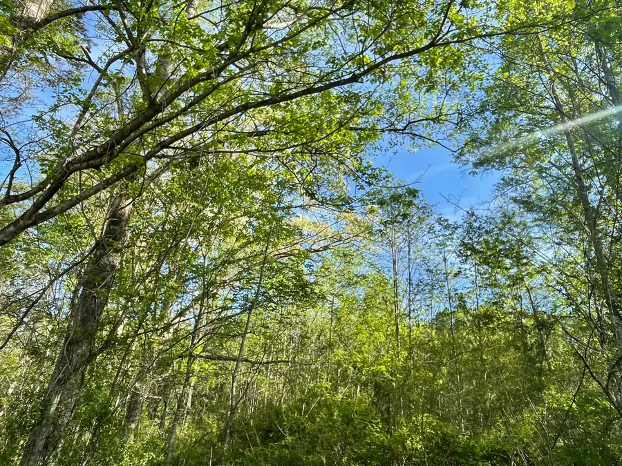 0 Lower Shirt Factory Road, Stearns, KY 42647 - #3