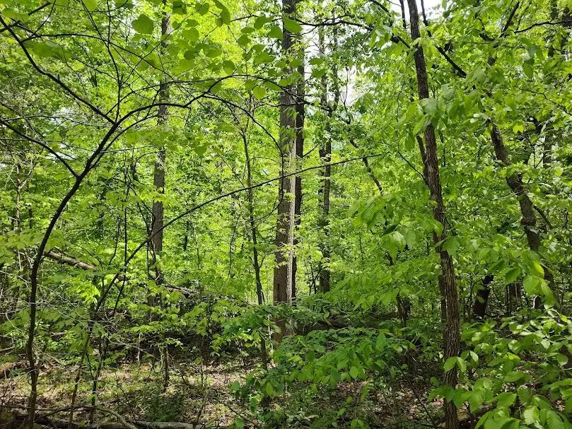 0 Markwell Road, Hillsboro, KY 41049 - #2