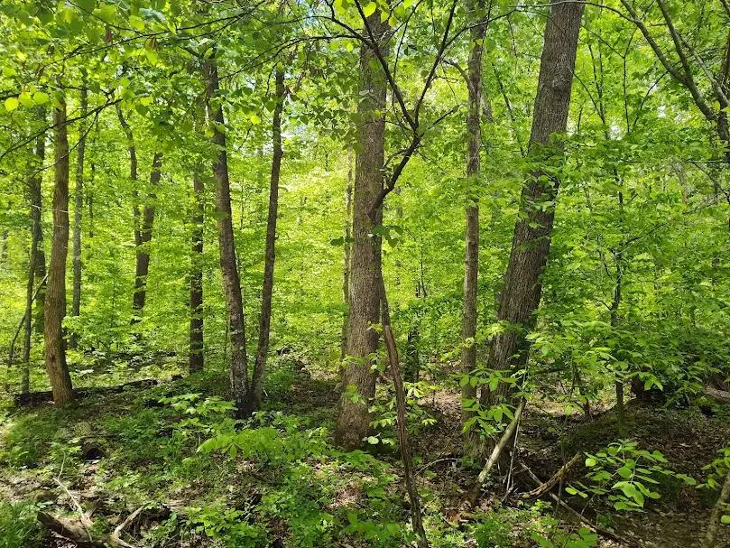 0 Markwell Road, Hillsboro, KY 41049 - #3