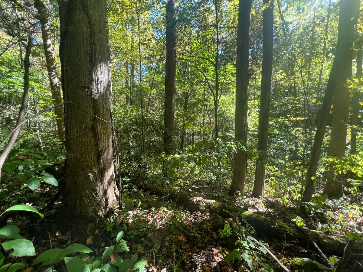 Lot 15 Red River Valley, Slade, KY 40376 - #1