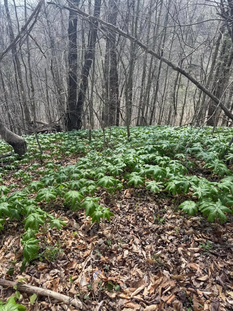 0000 Morris Cemetery Road, Hyden, KY 41749 - #3