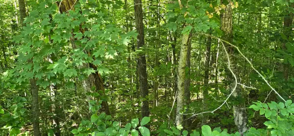 0, Lot 1 Roberts Bend Road, Burnside, KY 42519