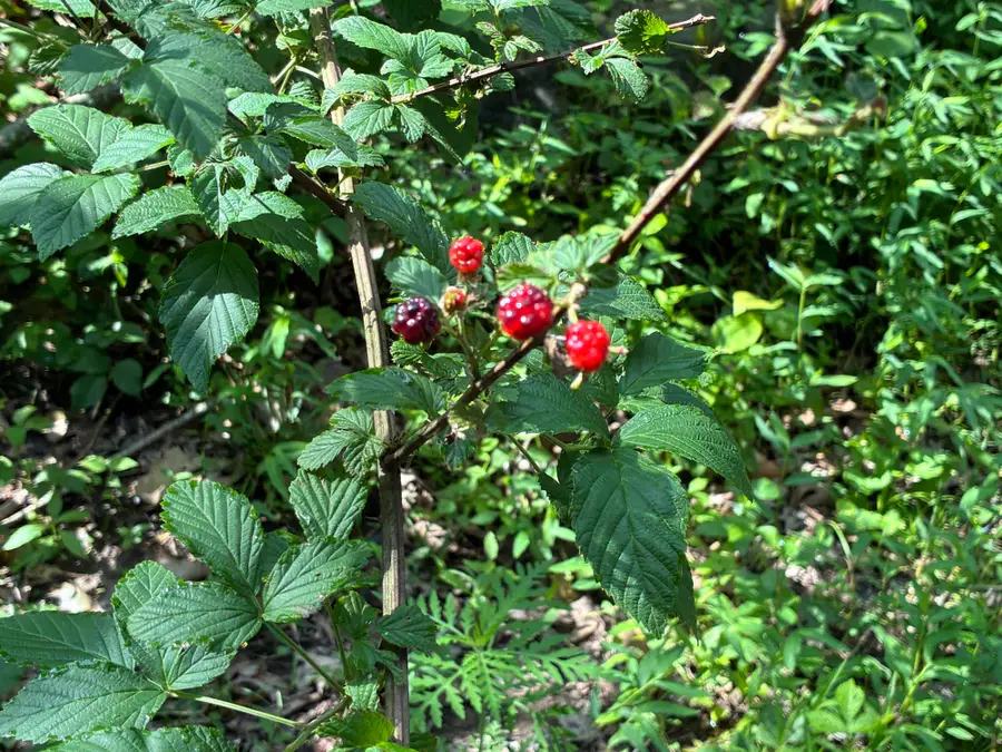 7466 Hawkins Branch Road, Frenchburg, KY 40322 - #2