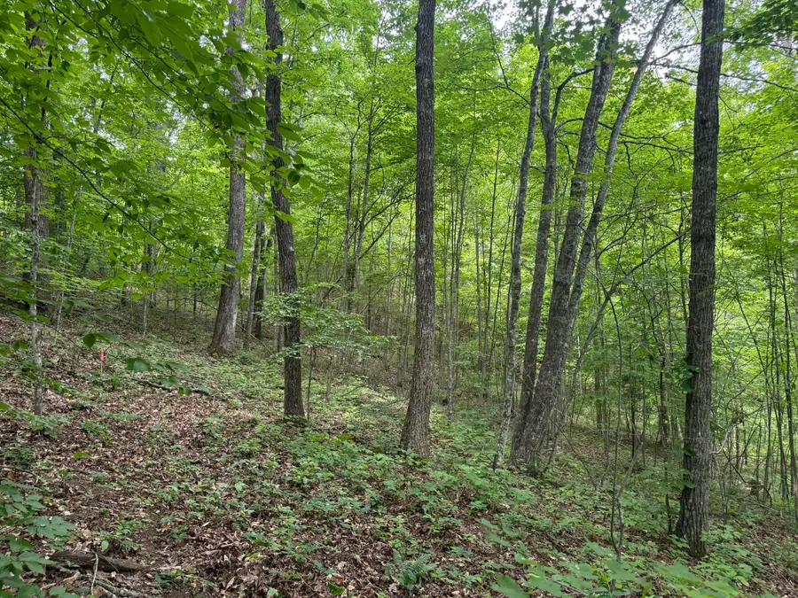 Lot 163 Ashland Camp Loop, Beattyville, KY 41311 - #3