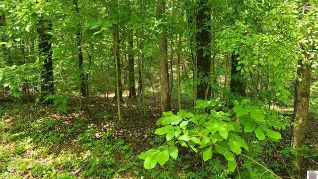 217-218 0 Sand Dr Drive, Murray, KY 42071 - #3