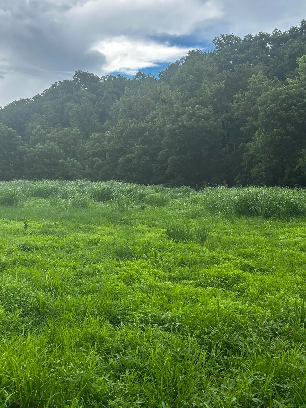687 H M Garrison Rd Road, Manchester, KY 40962 - #1