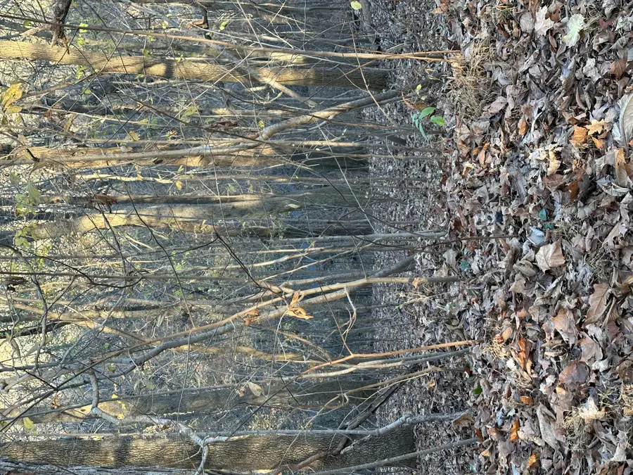 Lot 56 and Lot 57 Lisanby Road, Eddyville, KY 42038 - #2