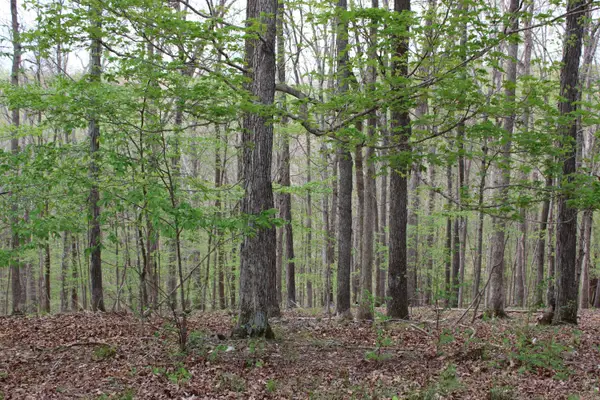 Lot 80 Lisanby Road, Eddyville, KY 42038