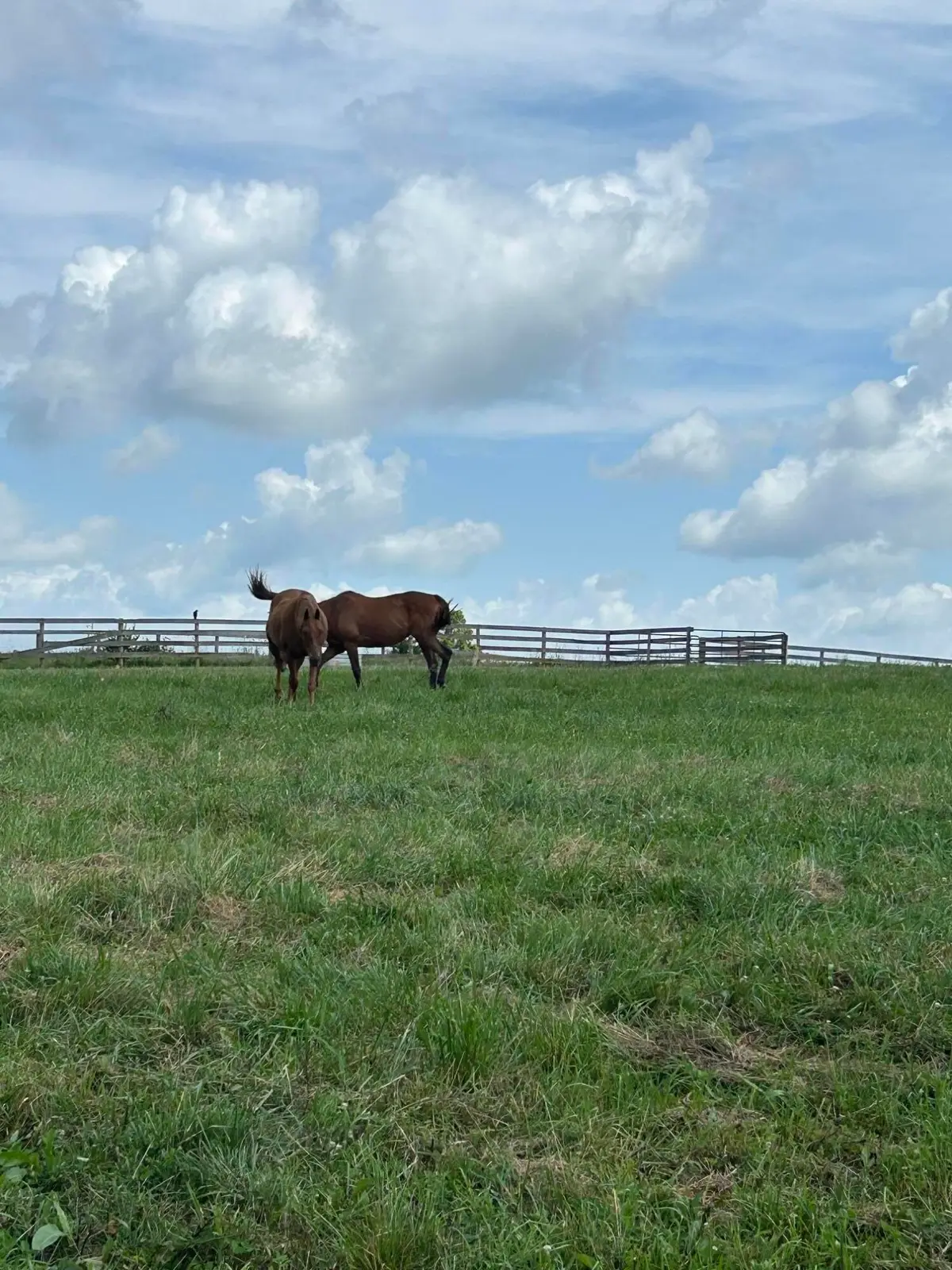 Lot #8  Lucy, Cynthiana, KY 41031 - #1