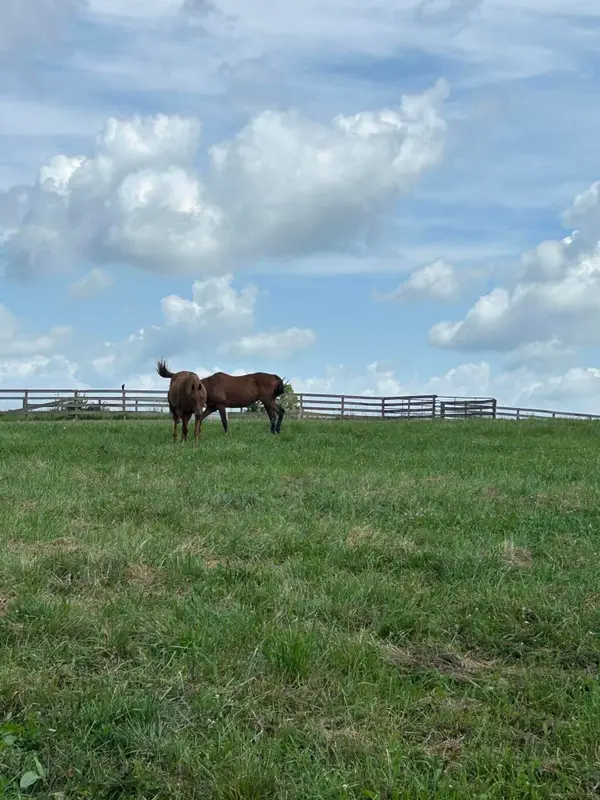 Lot #8  Lucy, Cynthiana, KY 41031