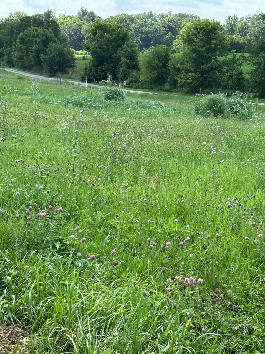 Lot #8  Lucy, Cynthiana, KY 41031 - #3