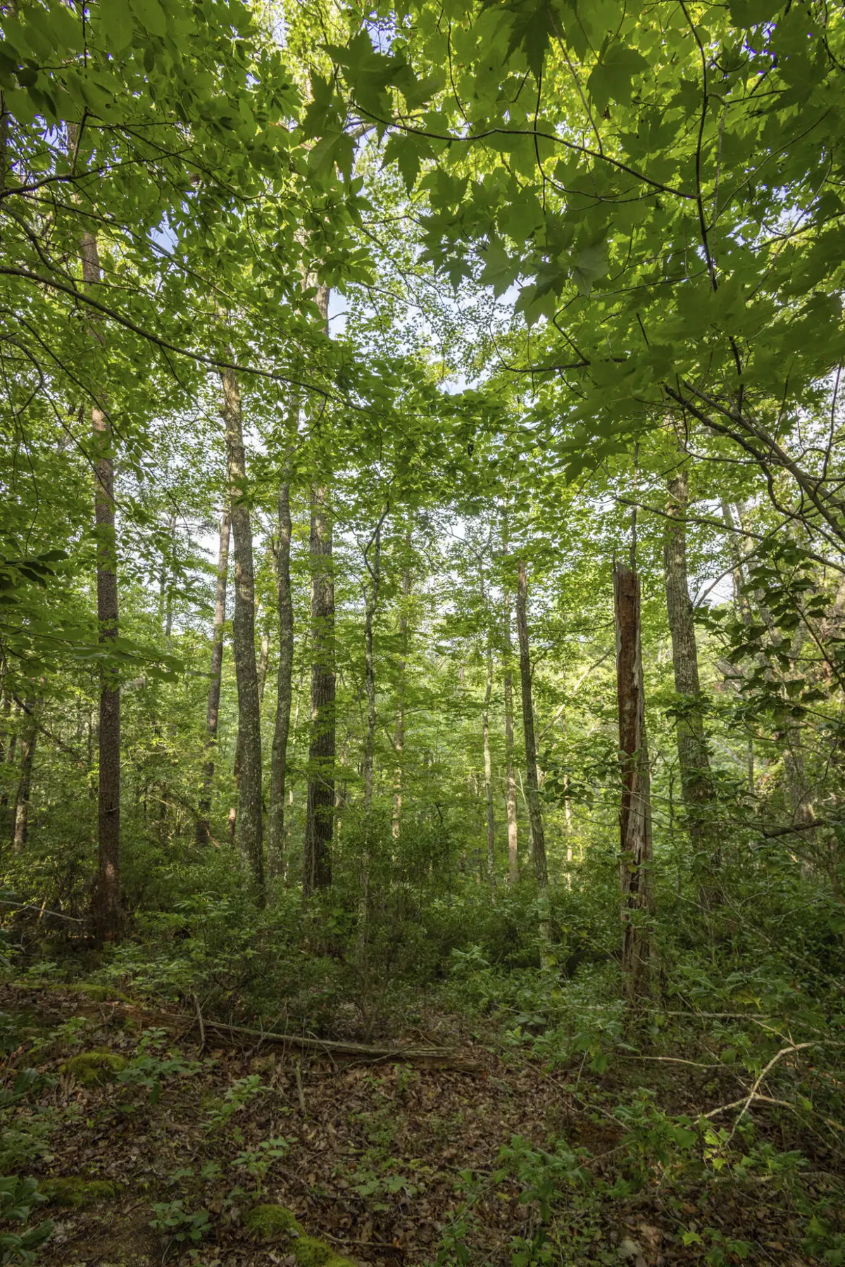 Lot 116-120 Highland Heights, Zoe, KY 41397 - #1