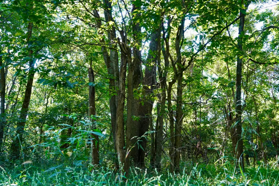 0000 Knox Lillard Road, Sanders, KY 41083 - #2