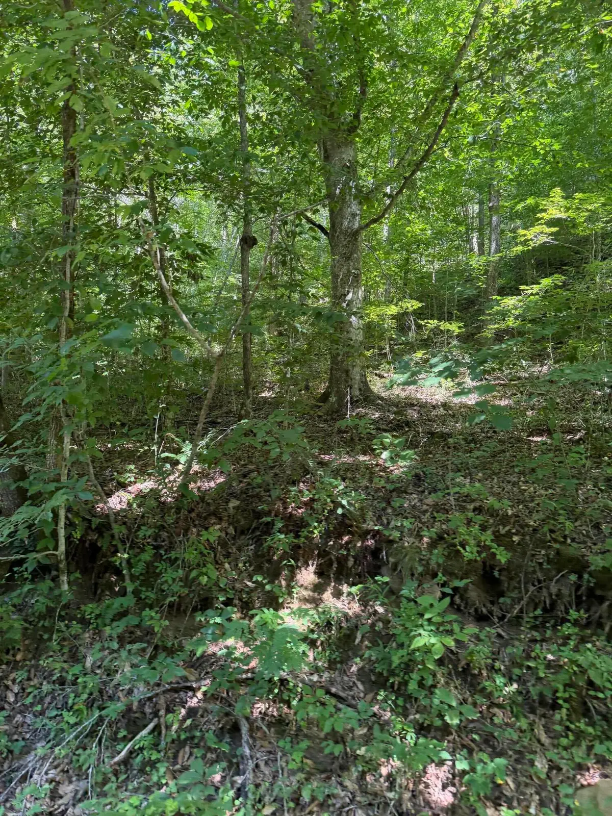 370 Roaring Fork Road, Walker, KY 40997 - #1