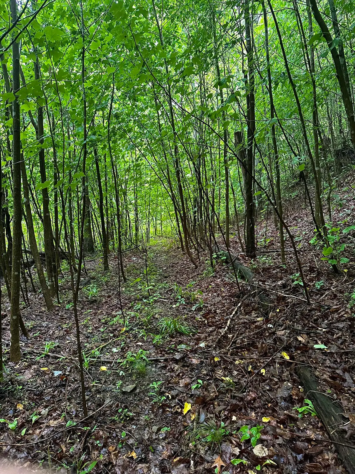 2041 Cat Creek Road, Stanton, KY 40380 - #1