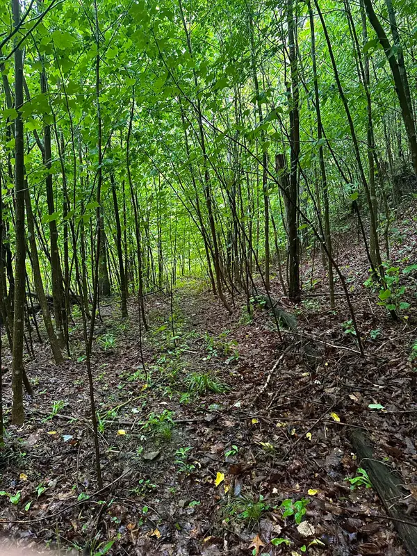 2041 Cat Creek Road, Stanton, KY 40380