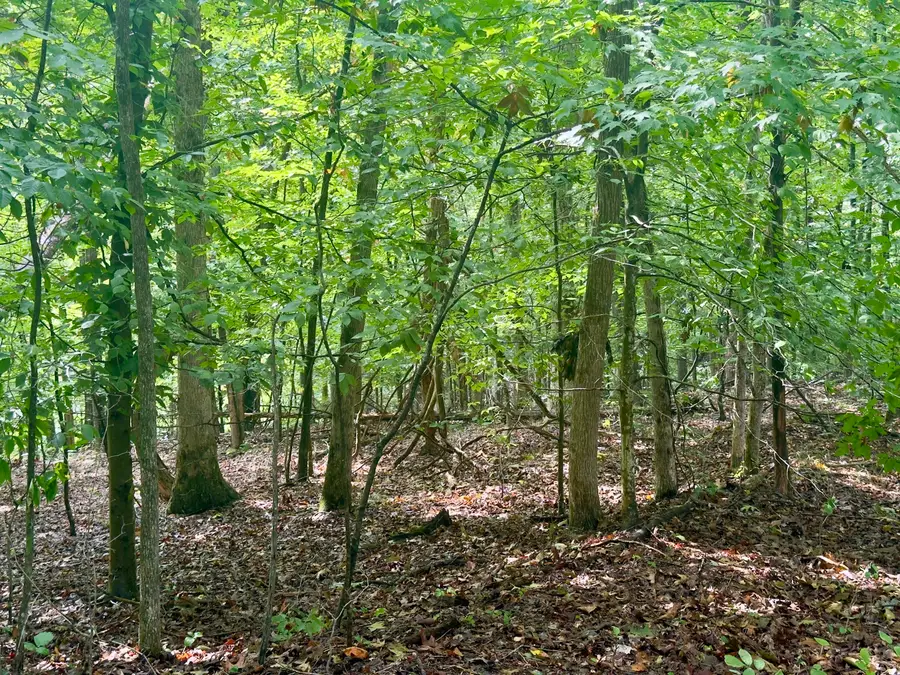 98 Dogwood Trail, Monticello, KY 42633 - #3