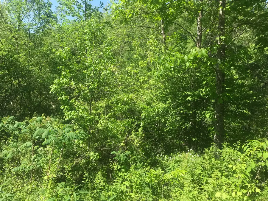 TBD  Aden Road, Olive Hill, KY 41164 - #2