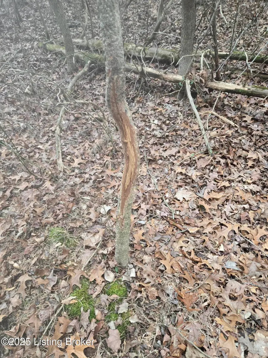 170 AC Wand Cemetery Road, Bowling Green, KY 42101 - Image #2