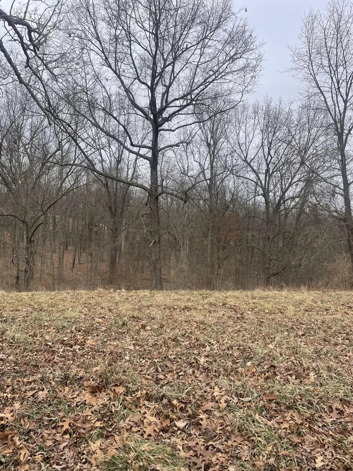 14.84 Acre Turner Ridge Road, Falmouth, KY 41040 - #1