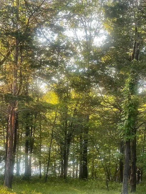 .34 Acre Buckeye Hills Road, Falmouth, KY 41040