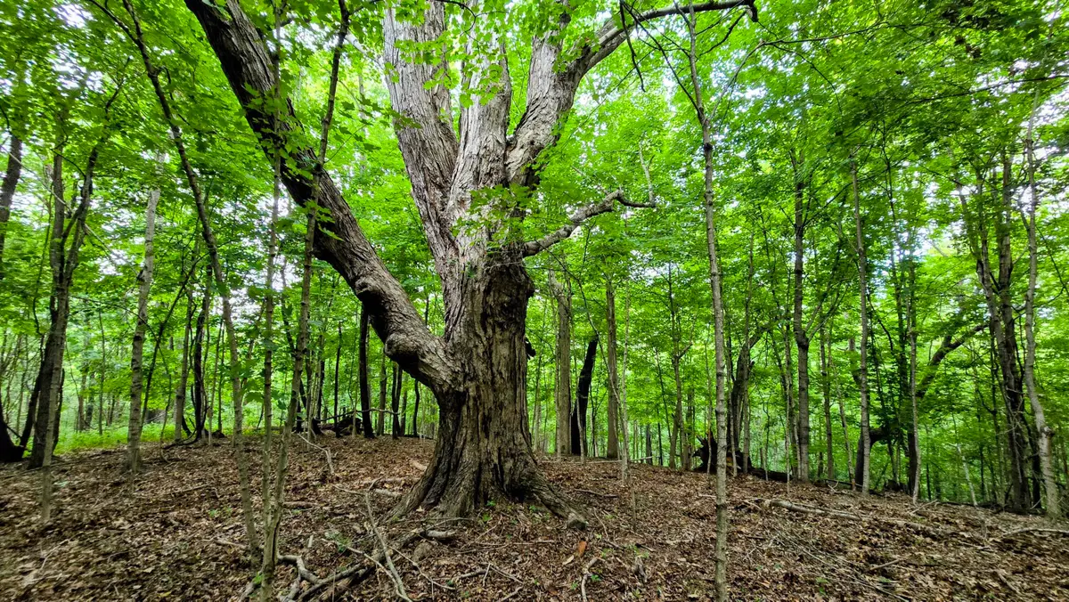 0 Highway 184, Sparta, KY 41086 - #1
