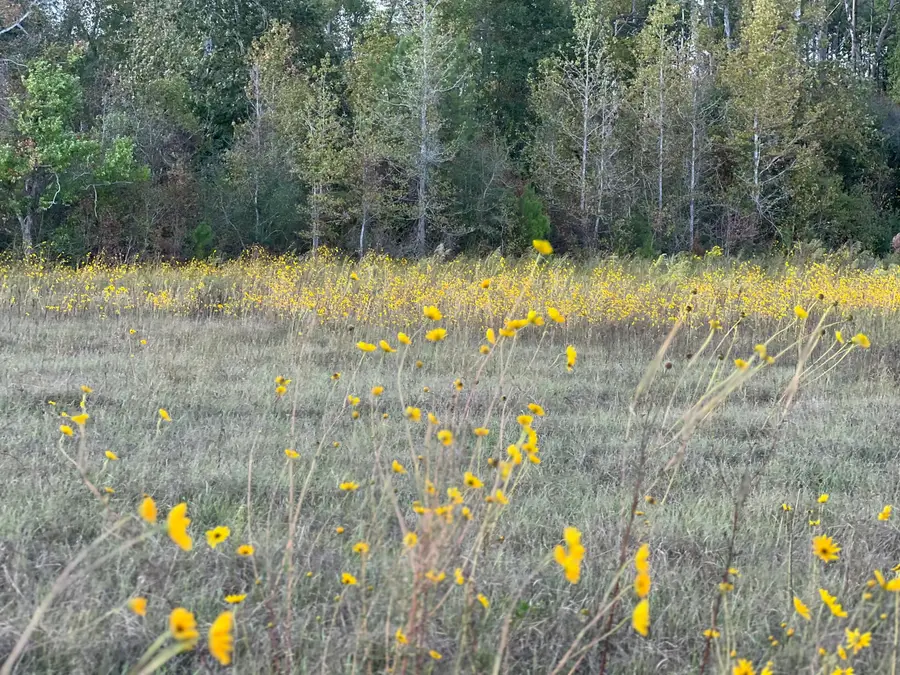 Tbd Dutch Harper Rd, Deridder, LA 70634 - Image #3