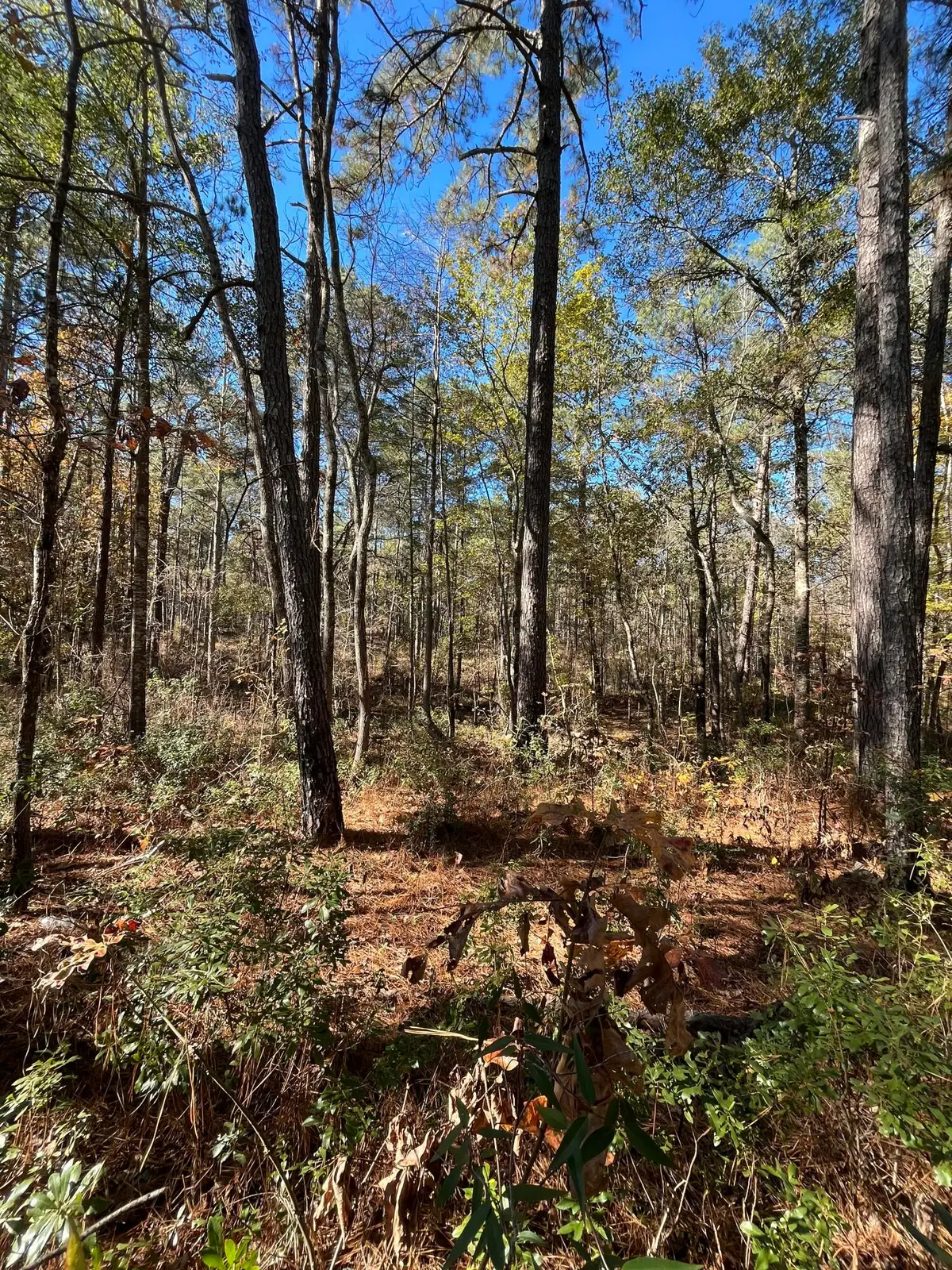 Delton Masters Rd, Provencal, LA 71468 - Image #1